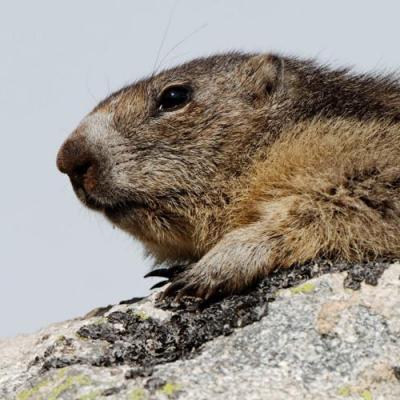 Tout sur les marmottes et le métier de garde du Parc National 