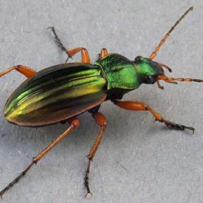 carabus