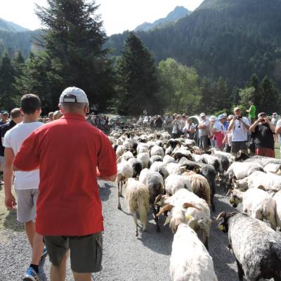 transhumance