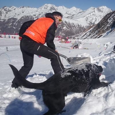 maître chien d'avalanche