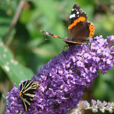 Buddleia