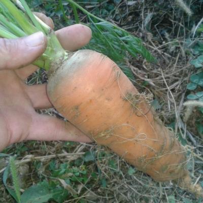 une agriculture fructueuse et sans intrant chimique