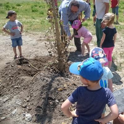 Des peupliers plantés par les enfants sur les berges du Bastan