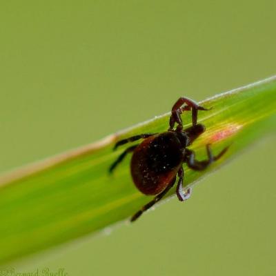 Lyme depuis Malaga