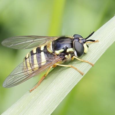 syrphidaes