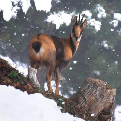 Parc animalier des pyrénées frequence luz