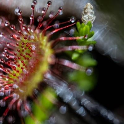 Une soirée d'animations autour de l'avant-première du film Pais de Flors