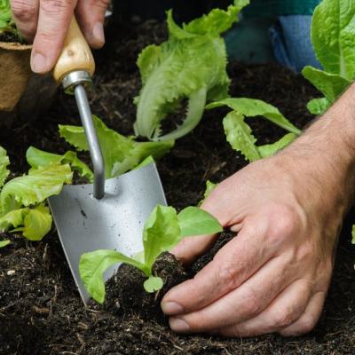 La commune de Luz Saint-Sauveur fait la distribution de plans potager sur le marché !