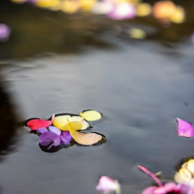 La Fête des Fleurs va faire vibrer Saint-Sauveur !