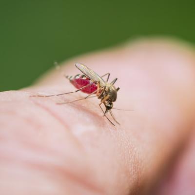 Dans la peau des moustiques au château de Lourdes...