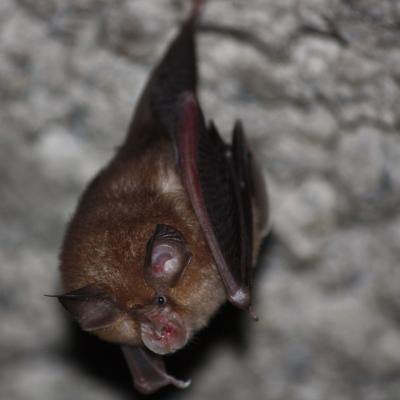 La nuit de la Chauve-souris c'est ce vendredi 20août en Val d'Azun !