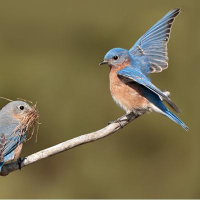 Le merle bleu dans nos montagnes ?