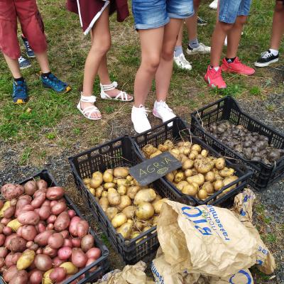 Une reprise avec la patate au Jardin école de la Citée Scolaire René Billère !!
