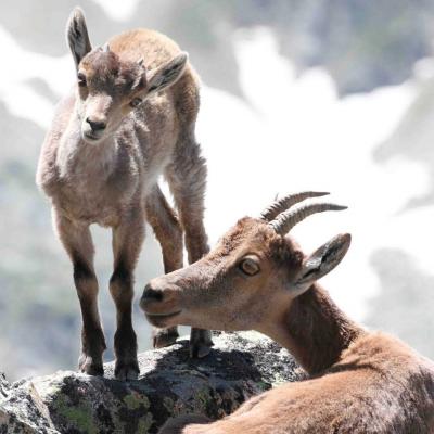 Gèdre : Une ciné-conférence sur le bouquetin ibérique