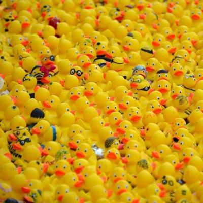 Tarbes : Une course de canards en plastique caritative !