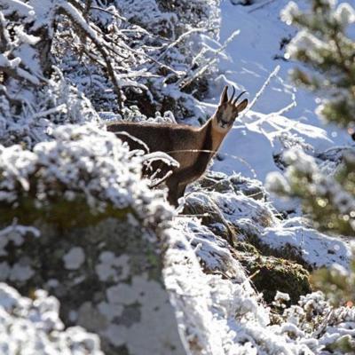 Conférence : « Heurs et malheurs des relations homme-biodiversité dans les montagnes »