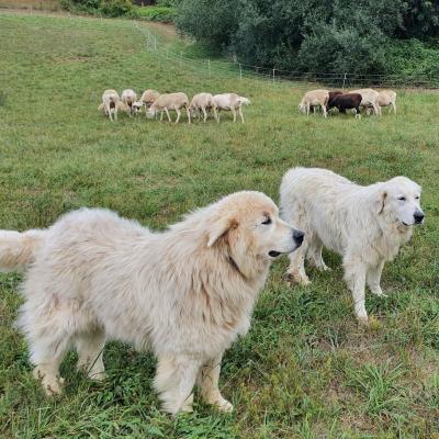 Des patous, chiens de protection