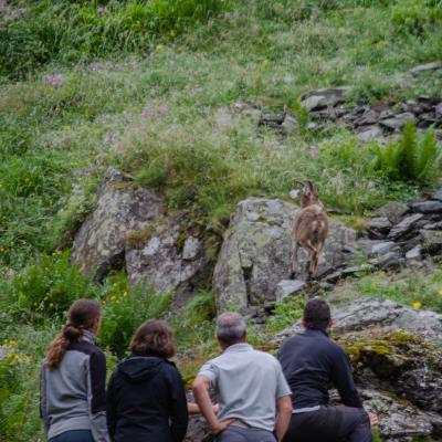 agents regardant un bouquetin s'élancer vers la liberté 