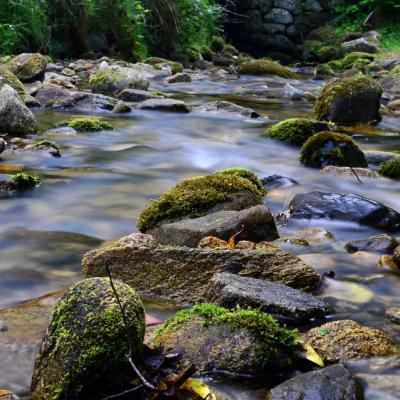 torrent de montagne