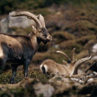 Nouveau au Parc National des Pyrénées : l'Application Bouquetin !