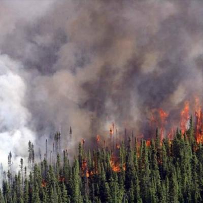feu forêt boréale
