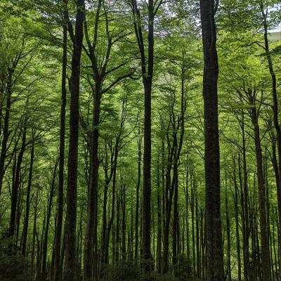 forêt d'hêtre
