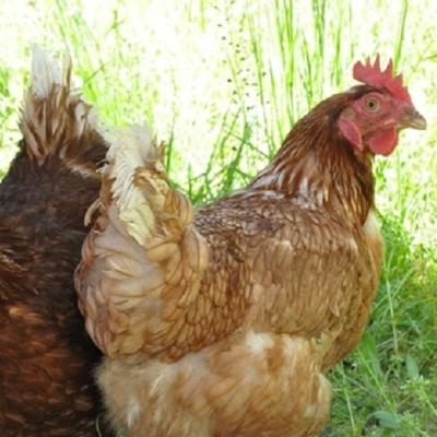 poules