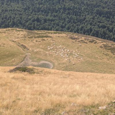troupeau sur herbe sèche 