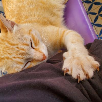 Chat