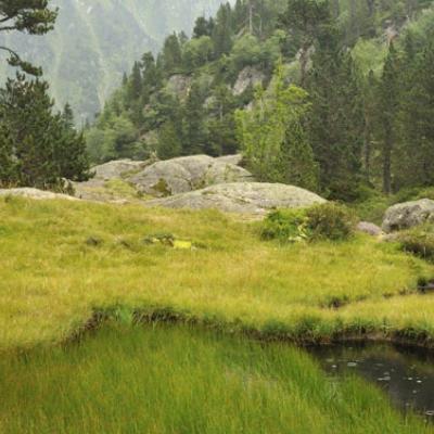 Une tourbiere dans le val d'azun