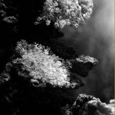 vue sous marine de coraux dans une crique de la Catalogne (noir et blanc)