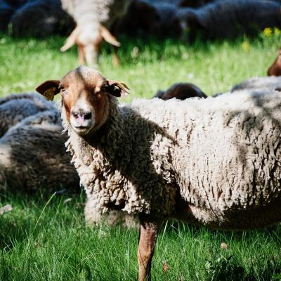 Pastoralisme PNP