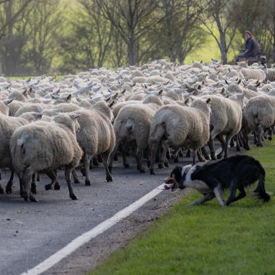 Transhumance