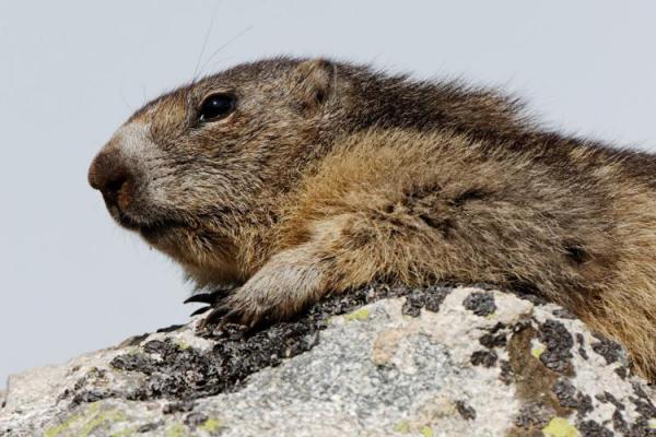 Tout sur les marmottes et le métier de garde du Parc National 