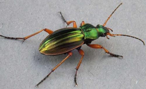 carabus