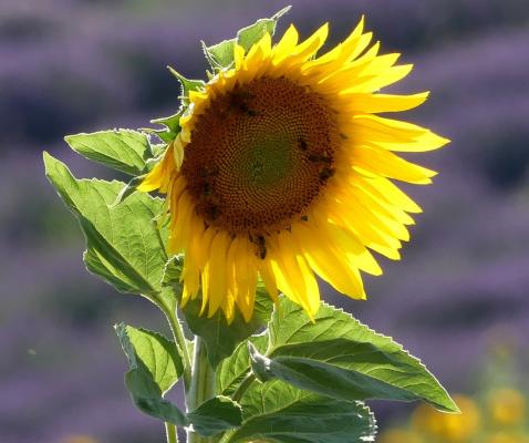 tournesol