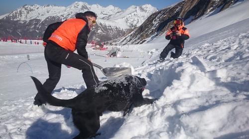 maître chien d'avalanche