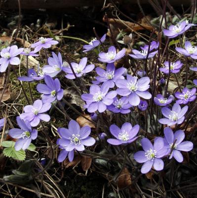 Anemone hepatique