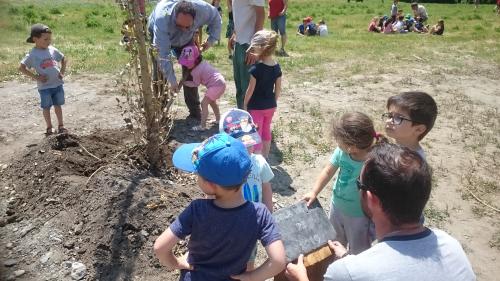 Des peupliers plantés par les enfants sur les berges du Bastan