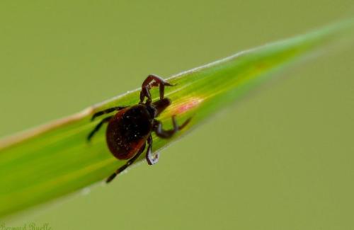 Lyme depuis Malaga