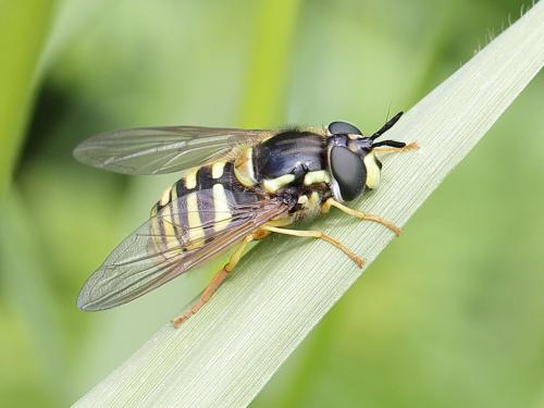 syrphidaes