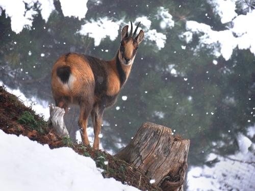 Parc animalier des pyrénées frequence luz