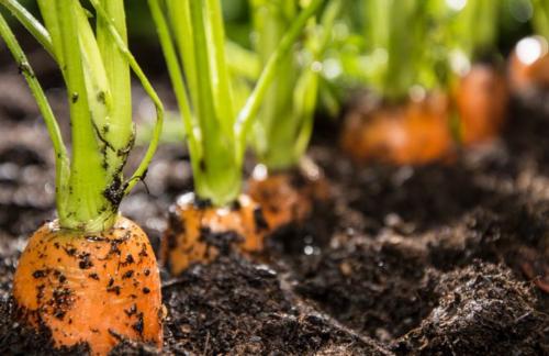 Les mains dans la terre avec Grain de Sénévé