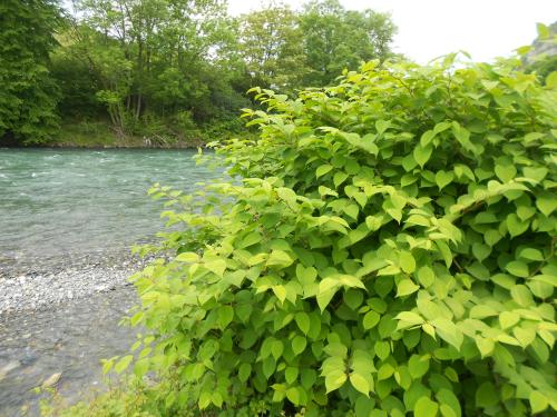 Plantes Invasives PLVG Natura 2000 Frequence Luz