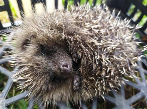 Surprises et dégustations au Jardin école de la Citée René Billère