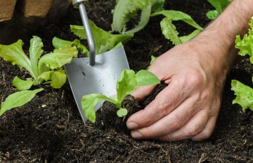 La commune de Luz Saint-Sauveur fait la distribution de plans potager sur le marché !