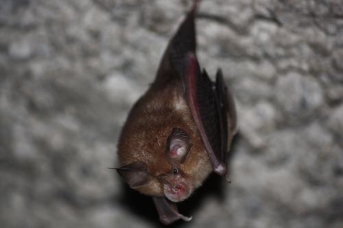 La nuit de la Chauve-souris c'est ce vendredi 20août en Val d'Azun !