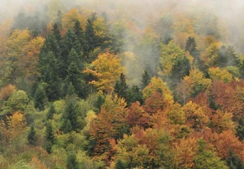 Jean Touyarou : L'histoire mouvementée de la forêt Pyrénéenne