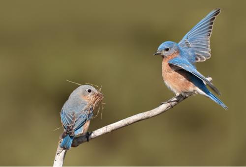 Le merle bleu dans nos montagnes ?