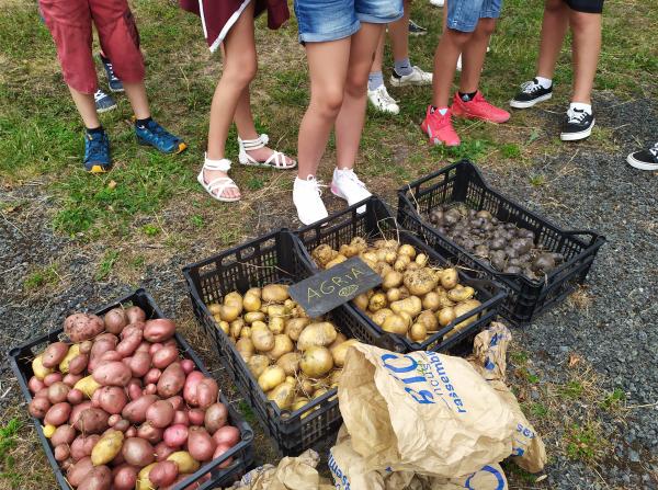 Une reprise avec la patate au Jardin école de la Citée Scolaire René Billère !!